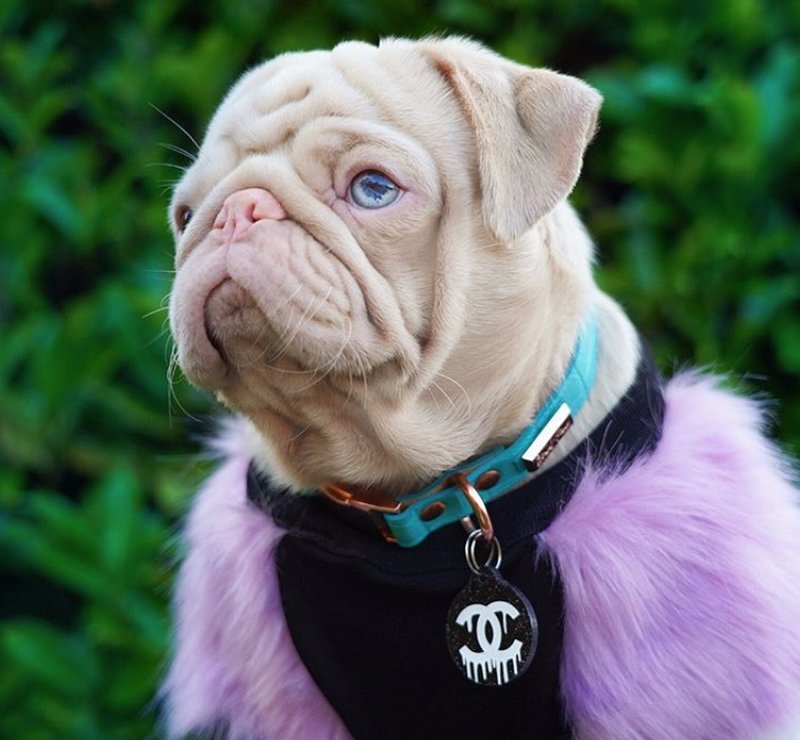 Milkshake extraknäcker som influencer på Instagram. Källa: Instagram/milkshakethepug Milkshake extraknäcker som influencer på Instagram. Källa: Instagram/milkshakethepug